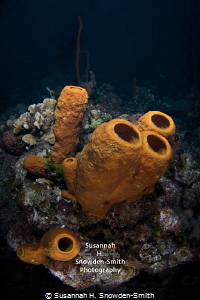 "Sponges In 3-D"
Sponges pop off the screen.  Double exp... by Susannah H. Snowden-Smith 